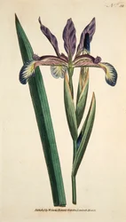 Iris Spuria Iris Espuria, pub. 1790 grabado a mano coloreado
