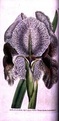 Iris susiana