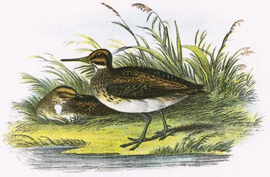 Agachadiza
