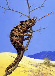 Camaleón de Jackson