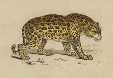 Jaguar