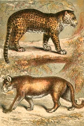 Jaguar y Puma