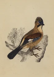 Jay (litografía en color)