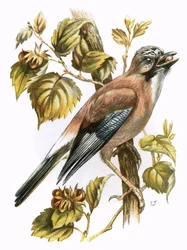 Arrendajo