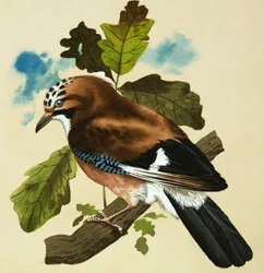Arrendajo
