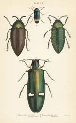 Escarabajos joya: Buprestis chrysis 1, Buprestis sternicornis 2, Buprestis bicolor 3, Buprestis amoena 4