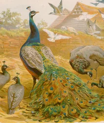 Rey del corral