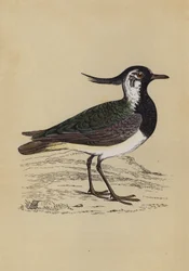 Avefría