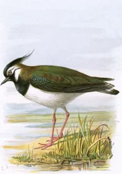 Avefría