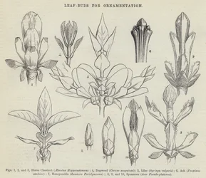 Brotes de hojas para ornamentación