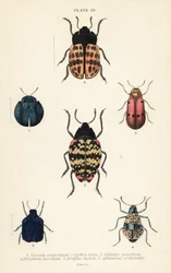 Escarabajos de hoja: Cyrtonota sexpustulata 1, Lachnaia hirta 2, Chlamys monstrosa 3, Doryphora tessellata 4, Erotylus histrio 5 y Spheniscus erotyloides 6