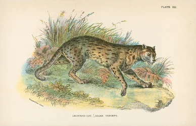Gato leopardo, [Variedad de Java]