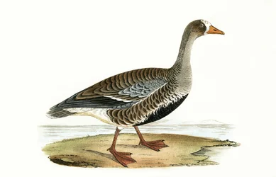 Ganso de Frente Blanca Pequeño, ilustración de 