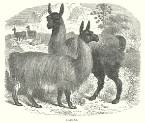 Llamas (engraving)