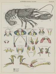 Langosta, Homarus Vulgaris (litografía en color)