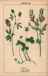 alfalfa, tara o arveja y trébol blanco  , de "The Instructive Picturebook, or Lessons from the Vegetable World", [Charlotte Mary Yonge], Edimburgo