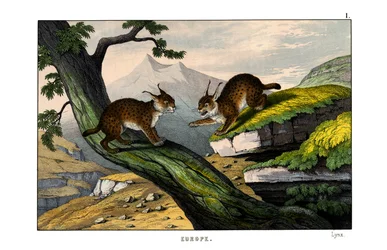 Lince