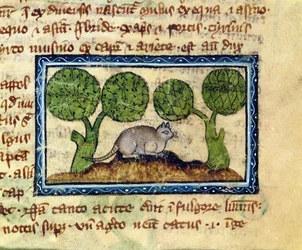 MS 379 f.12r Un gato agazapado sobre un montículo de tierra, detalle de un Bestiario, Inglés