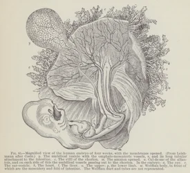 Vista Aumentada del Embrión Humano de Cuatro Semanas, con las Membranas Abiertas
