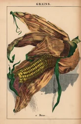 Maíz, choclo o choclo  , de "The Instructive Picturebook, or Lessons from the Vegetable World", [Charlotte Mary Yonge], Edimburgo