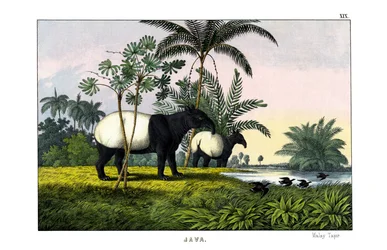 Tapir malayo