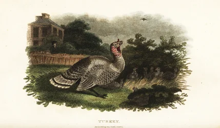Pavo macho, Meleagris gallopavo, protegiendo a una gallina bantam de un halcón depredador