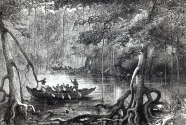 Bosque de manglares, ilustración del frontispicio de 