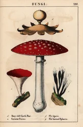 Estrella de tierra de muchas hendiduras Geastrum, carmín Peziza, agárico de mosca Amanita muscaria y hongos sphaeria de cuernos planos.   , de "The Instructive Picturebook, or Lessons from the Vegetable World", [Charlotte Mary Yonge], Edimburgo