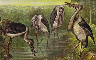 Marabú (litografía en color)