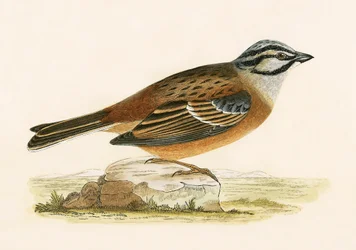 Escribano Palustre, ilustración de 