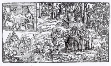 Cultivo de hierbas medicinales, 1531