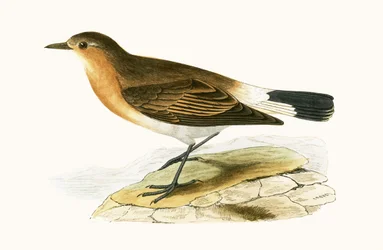 Collalba de Menetries, ilustración de 