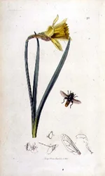 Merodon clavipes (mosca flotante) y narciso, pub. por John Curtis en 
