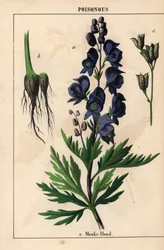 Capucha monje con flores azules   , de "The Instructive Picturebook, or Lessons from the Vegetable World", [Charlotte Mary Yonge], Edimburgo