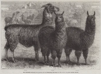 Los Alpacas y Llamas del Sr. Ledger en Sophienburg, la Residencia del Sr. Atkinson, Nueva Gales del Sur (grabado)