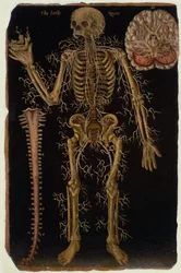 Ms Hunter 364 Tabla VI Disección, de Tablas Anatómicas, por John Banister (1540-1610)