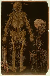 Ms Hunter 364 Tabla V Disección, de Tablas Anatómicas, por John Banister (1540-1610)