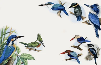 El reino de la naturaleza: Un destello de color