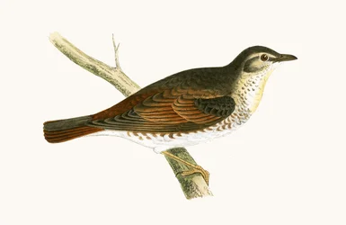 Zorzal de Naumann, ilustración de 