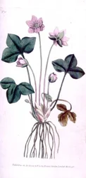Hepática Noble (Anemone hepatica), lámina 10 del 