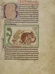 Bestiario de Northumberland, c.1250-60
