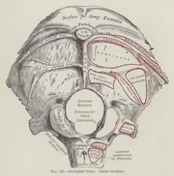 Hueso occipital, superficie externa (grabado)