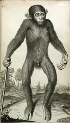 Orang-Outang, sive Homo Sylvestris: o la anatomía de un pigmeo comparada con la de un mono, un simio y un hombre...