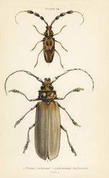 Orthomegas cinnamomeus Prionus corticinus 1, y Batus barbicornis, Lophonocerus barbicornis 2