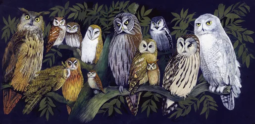 Búhos