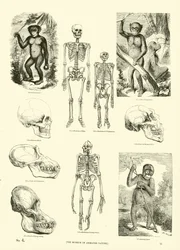 Página del Museo Pictórico de la Naturaleza Animada