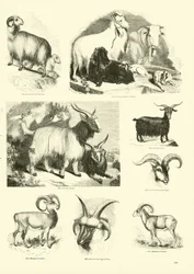 Página del Museo Pictórico de la Naturaleza Animada