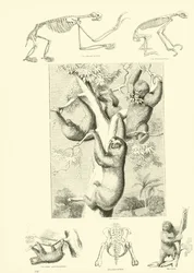 Página del Museo Pictórico de la Naturaleza Animada
