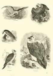 Página de El Museo Pictórico de la Naturaleza Animada