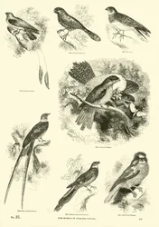 Página de El Museo Pictórico de la Naturaleza Animada